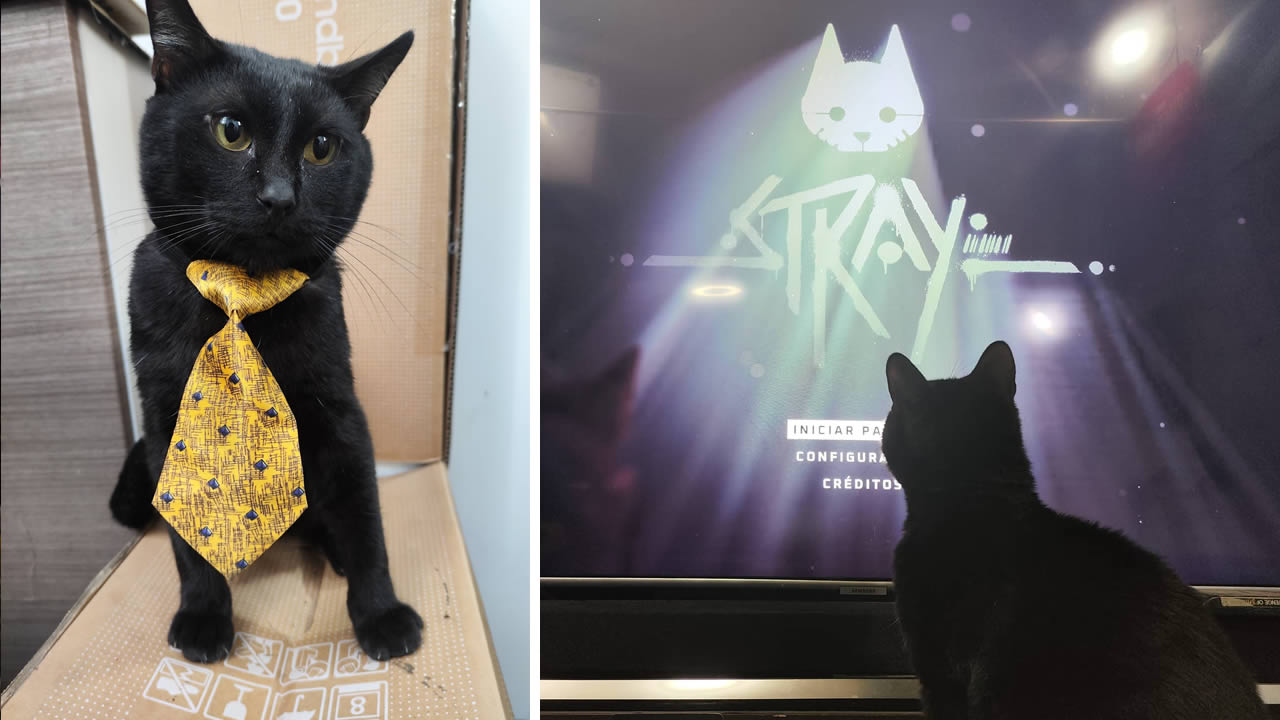 stray gatos