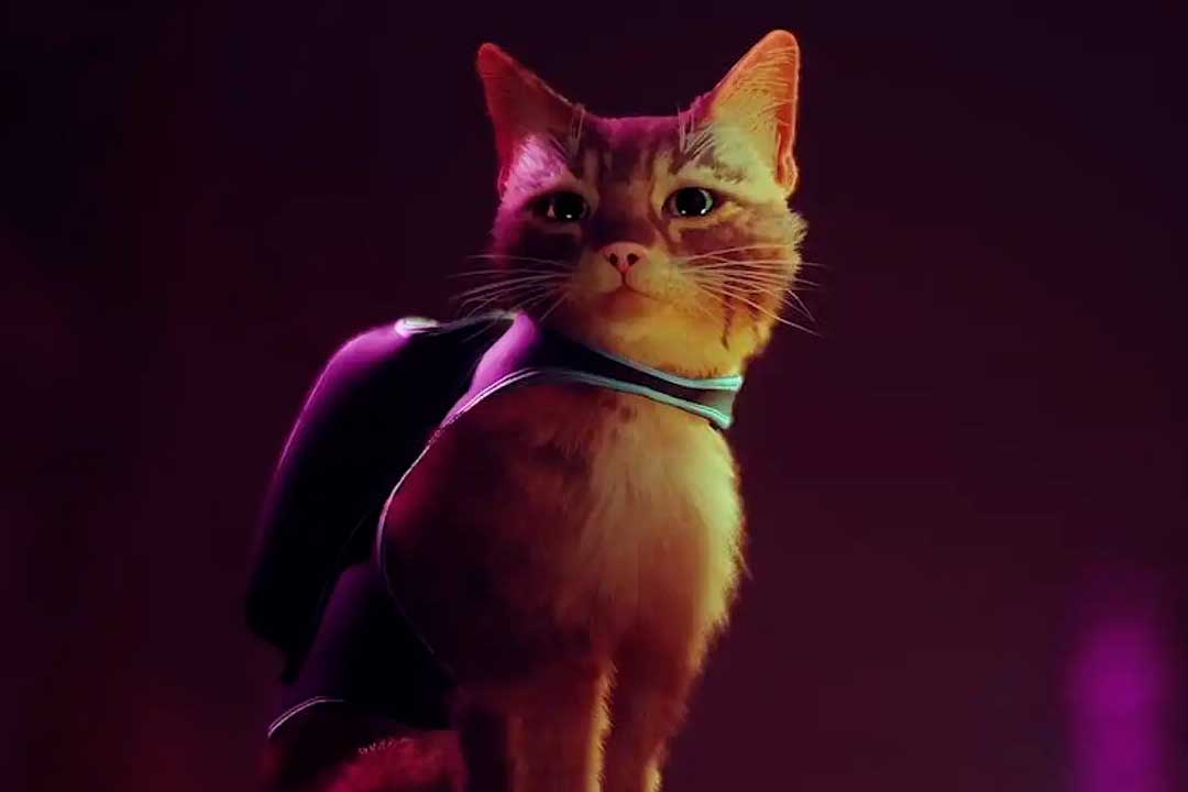 Stray
